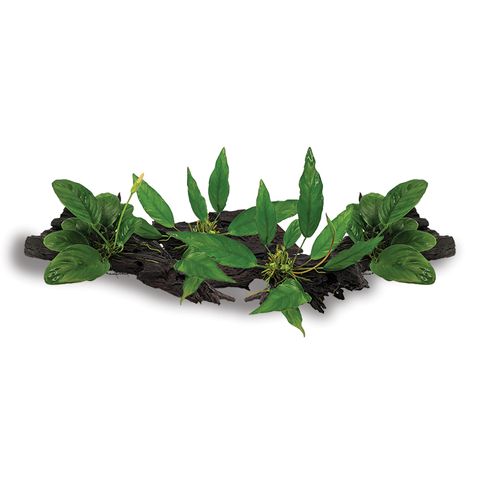 MEDIUM DRIFTWOOD ANUBIAS -  4 PACK