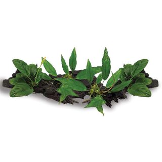 LARGE DRIFTWOOD ANUBIAS - 4 PACK