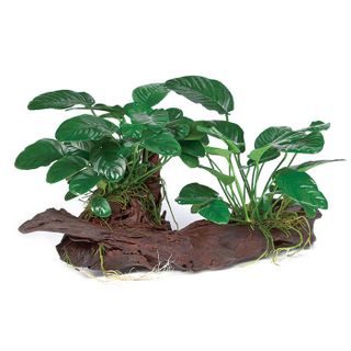 DOUBLE ASST ANUBIAS DRIFTWOOD - LGE