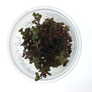 TC - ROTALA ROTUNDIFOLIA - COLORATA