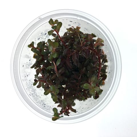 TC - ROTALA ROTUNDIFOLIA - COLORATA