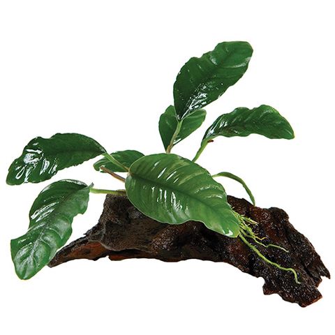 ANUBIAS COFFEEFOLIA - MINI D-MC