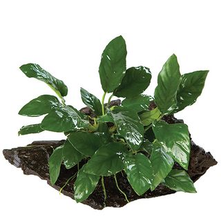 ANUBIAS PACO - MINI D-M9