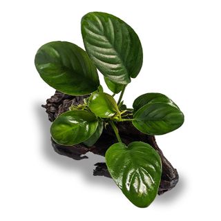 ANUBIAS JENNY - MINI  WOOD