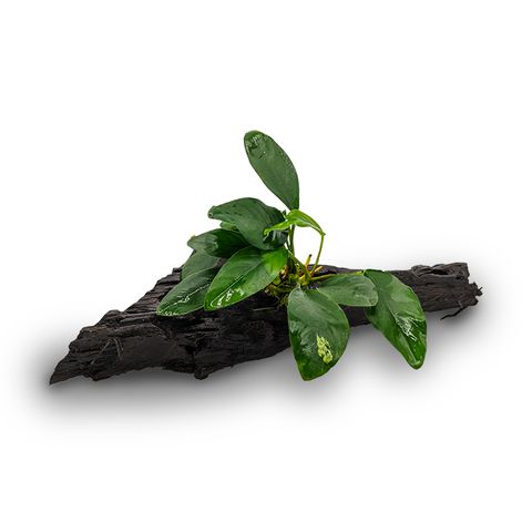 ANUBIAS LUCY MEDIUM D-WOOD