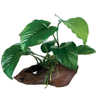 ANUBIAS BARTERI - LGE D3-1