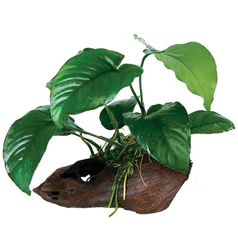 ANUBIAS BARTERI - LGE D3-1