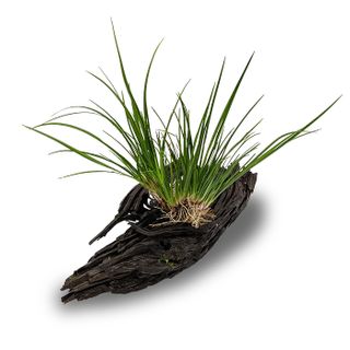 D43-1 DWARF GREEN RUSH MED