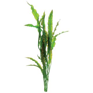 APONOGETON CRISPUS - GREEN