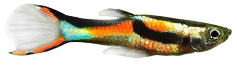 3.5CM ENDLER GUPPY-ASSORTED MALE