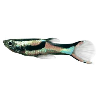 3.5CM ENDLER GUPPY-ASSORTED FEMALE