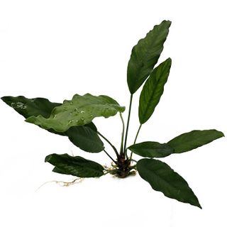 ANUBIAS AFZELLI (NEW) - 10-20CM