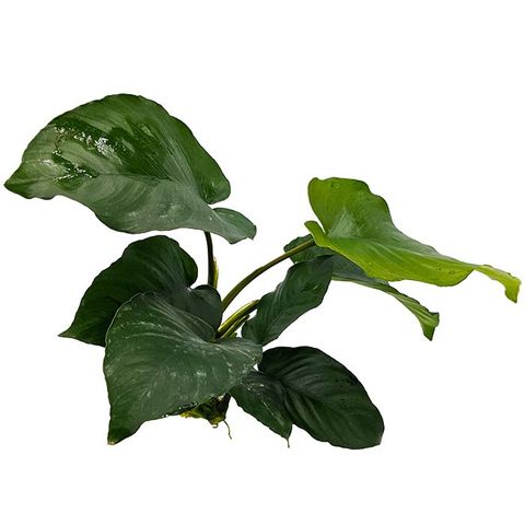 ANUBIAS BARTERI (NEW) - 10-20CM