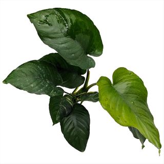 ANUBIAS BARTERI (OLD) - 10-20CM