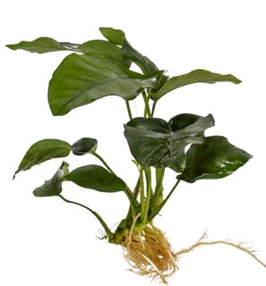 ANUBIAS