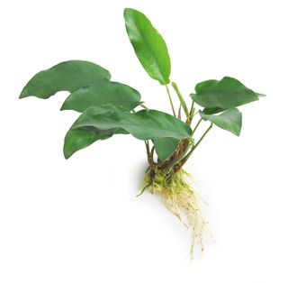 ANUBIAS EMERALD HEART - 10-20CM