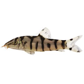 4CM PAKISTANI LOACH