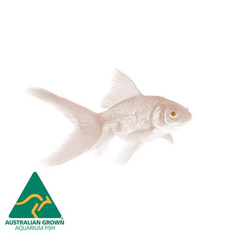 3.5-5CM GOLDFISH FEEDER