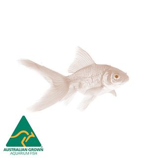 5-7CM GOLDFISH FEEDER