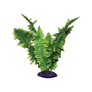 KOM BOSTON FERN 25CM