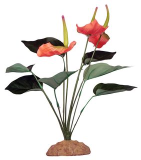 KOM REPTILE ANTHURIUM BUSH 29CM