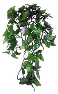 KOM PHILODENDRON HANGING PLANT 30CM