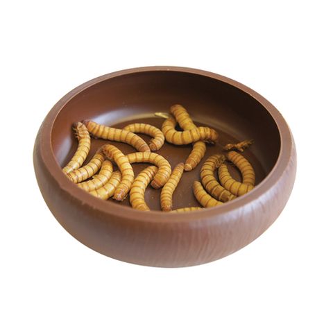 KOM MEALWORM DISH