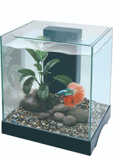 PISCES AQUATICS GLASS BETTA TANK