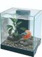 PISCES AQUATICS GLASS BETTA TANK