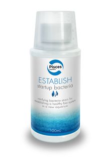 ESTABLISH 100ML - SINGLE