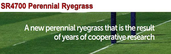 SR4700 Perennial Ryegrass