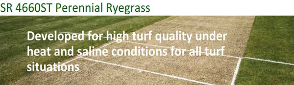 SR4600ST Perennial Ryegrass