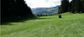 FESCUE TALL RHIZING MOON KG