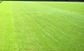 DOUBLE TETRAPLOID TURF RYE KG