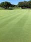 BENTGRASS 777 KG