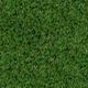 SPORTS GRASS