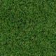 SOCCER GRASS