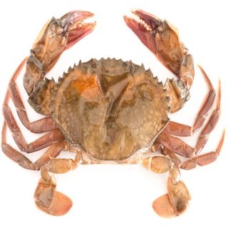 Crab Soft Shell 60/80 900G Galpak