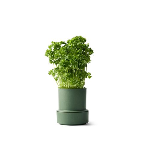 CRUSHGRIND BILLUND SELF WATERING POT-PARSLEY