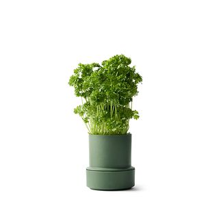 CRUSHGRIND BILLUND SELF WATERING POT-PARSLEY