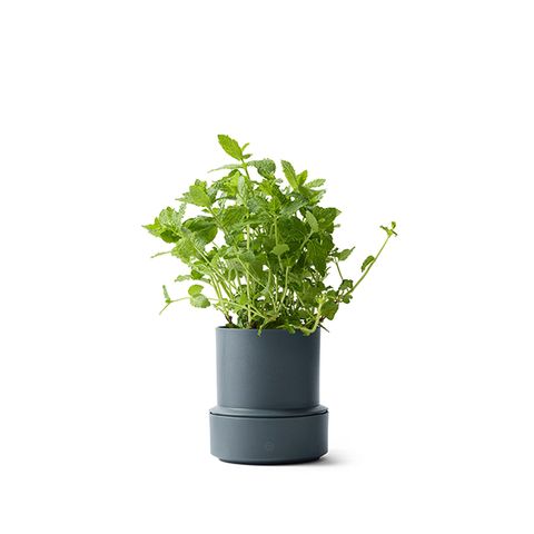 CRUSHGRIND BILLUND SELF WATERING POT-BLUEBERRY