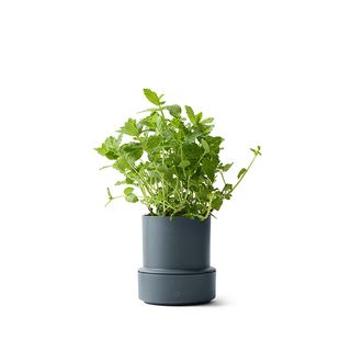 CRUSHGRIND BILLUND SELF WATERING POT-BLUEBERRY