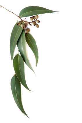 BIOCA 1L EUCALYPTUS OIL