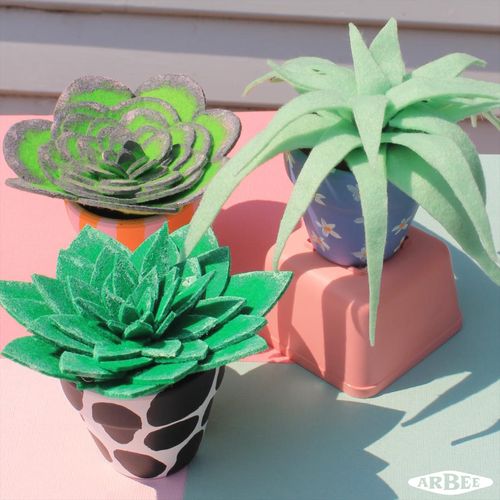 3 Succulents in mini pots