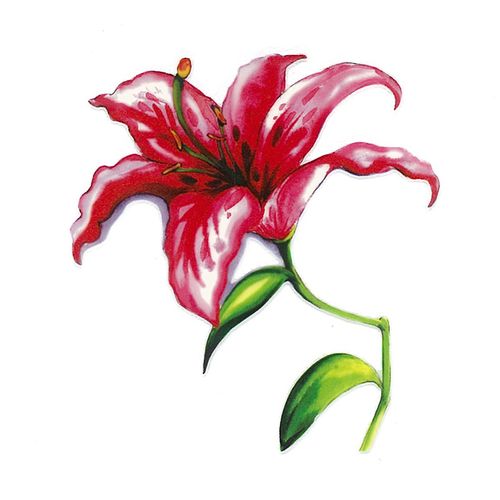 Dec/Transfers Lily Flower Pink