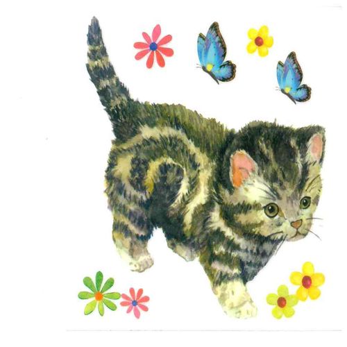 Dec/Transfers Kitten