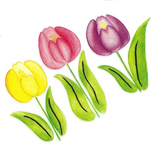 Dec/Transfers Tulips