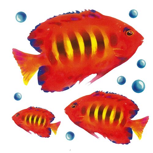 Dec/Transfers Orange Fish