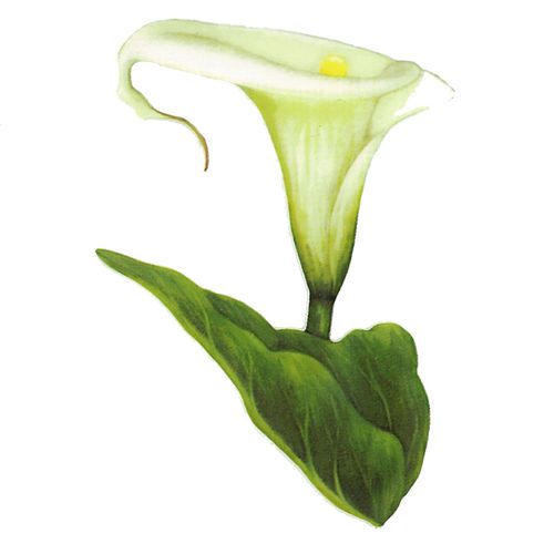 Dec/Transfers White Lily