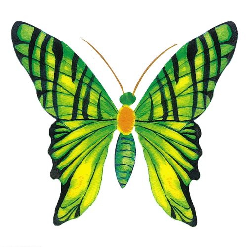 Dec/Transfers Green Butterfly